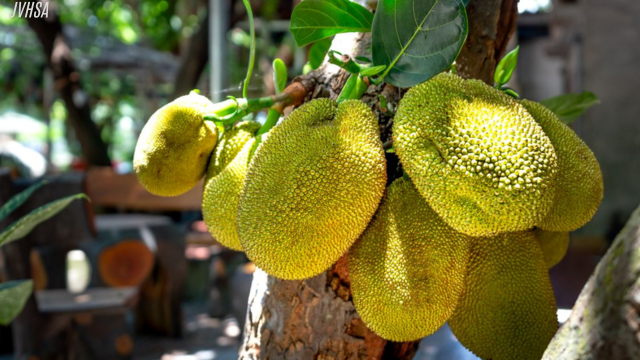 Manfaat Dari Buah Cempedak Yang Harus Kamu Tau